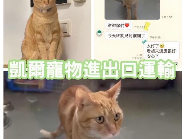 2025/09/01『新加坡』混種貓貓移民新加坡~~~~